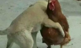 鸡哥早期爆料图片大全视频,揭秘娱乐圈不为人知的幕后真相